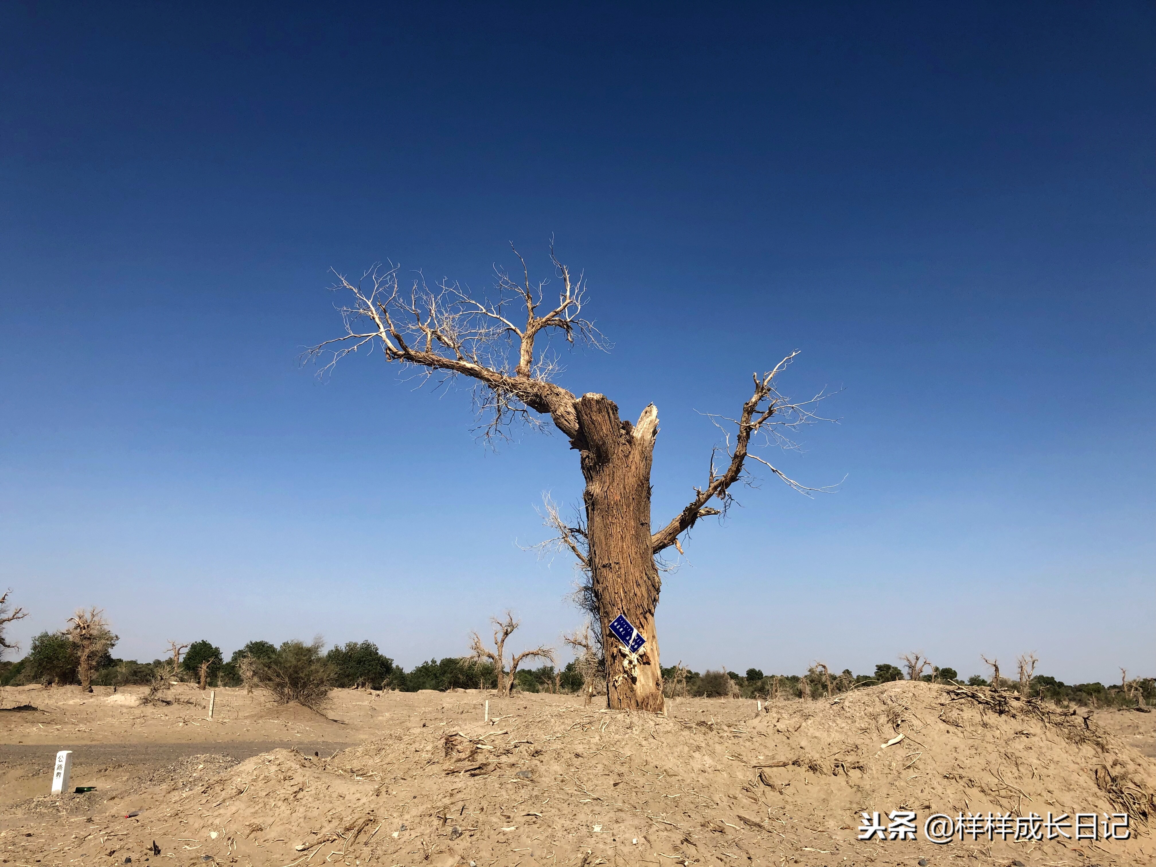 一家三口游北疆攻略,一家三口去北疆旅游大概花多少