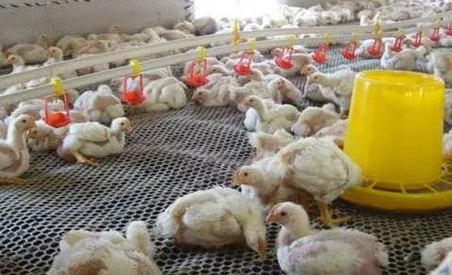 鸡出现咳嗽是什么症状,鸡咳嗽一招解决