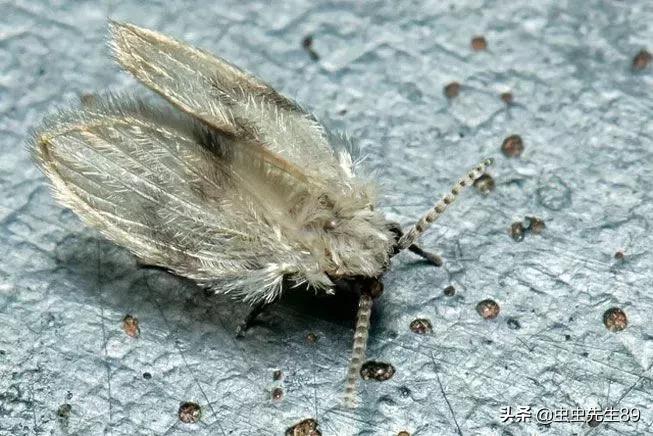 蹲便厕所小飞虫如何彻底消除,怎样消除厕所里的飞虫