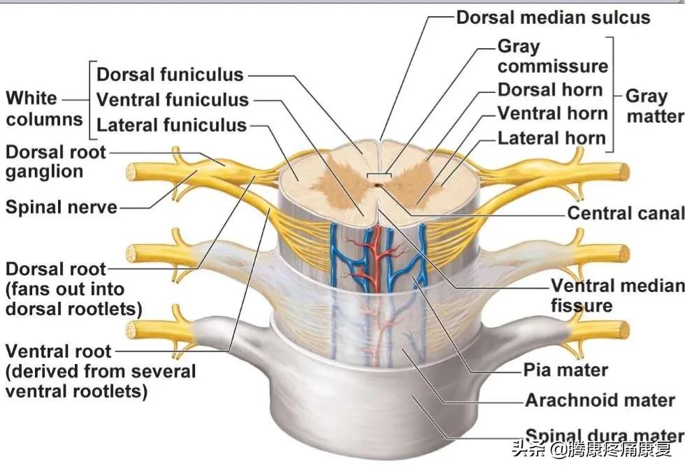 最全!脊神经系统汇总