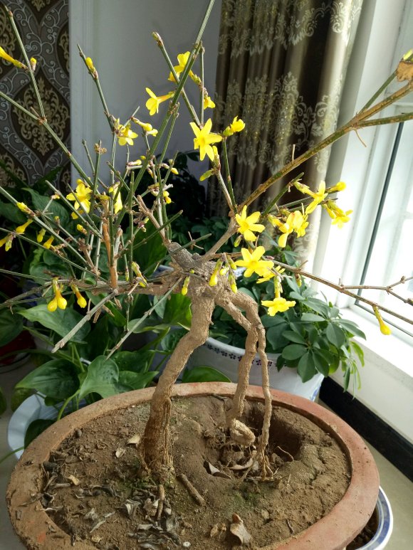 春天到了迎春花怎么养,春天的腊梅如何养护