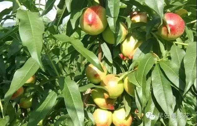 收藏！吐血整理《2019攀枝花大全》，看完秒变“地道”攀枝花人~