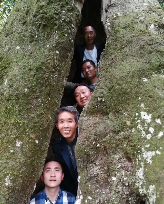 揭秘重庆神奇500年“枫树王”800年“夫妻”桂花树王