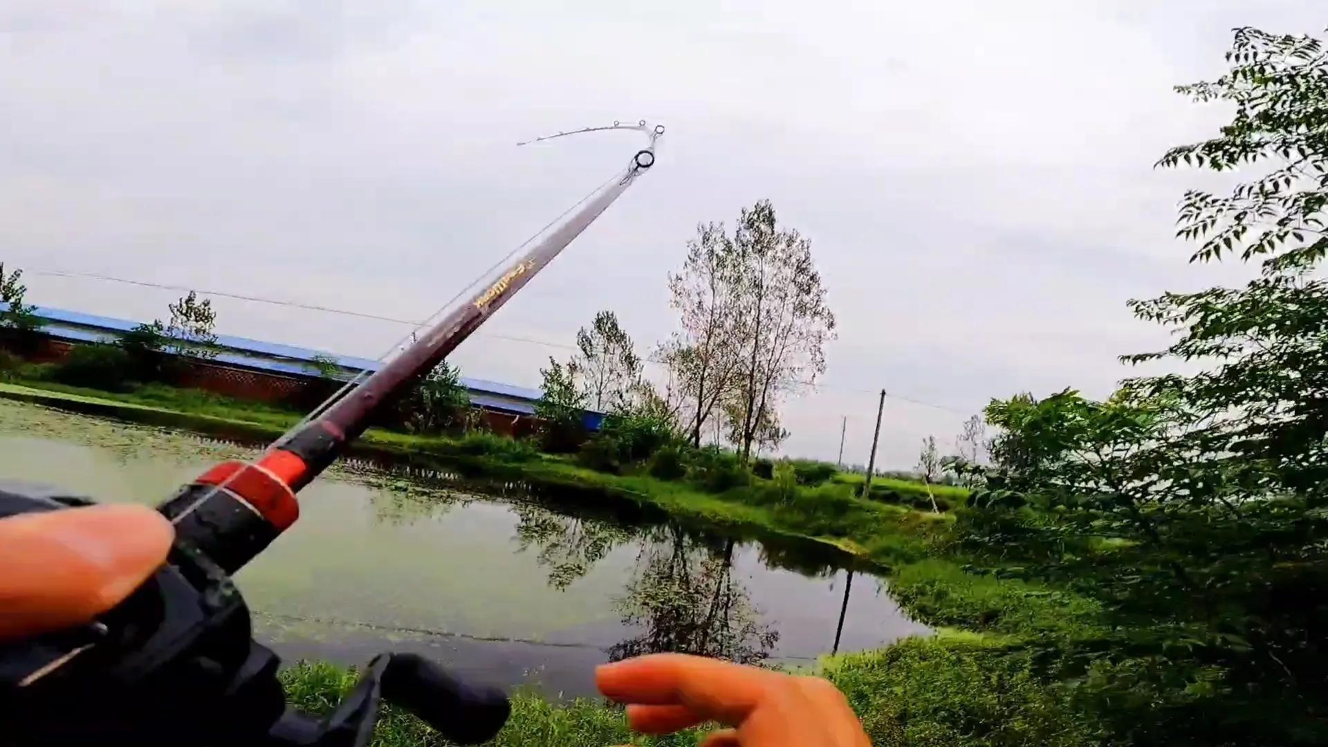 黑鱼雷强手法,雷强钓黑鱼绝密配方
