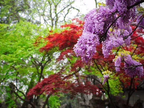 山花野鸟｜园林花语