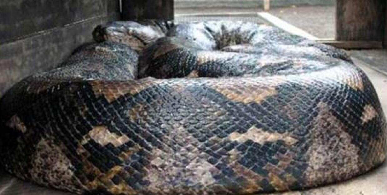 地球有史以来最大的蛇,地球上一千大最凶猛的蛇