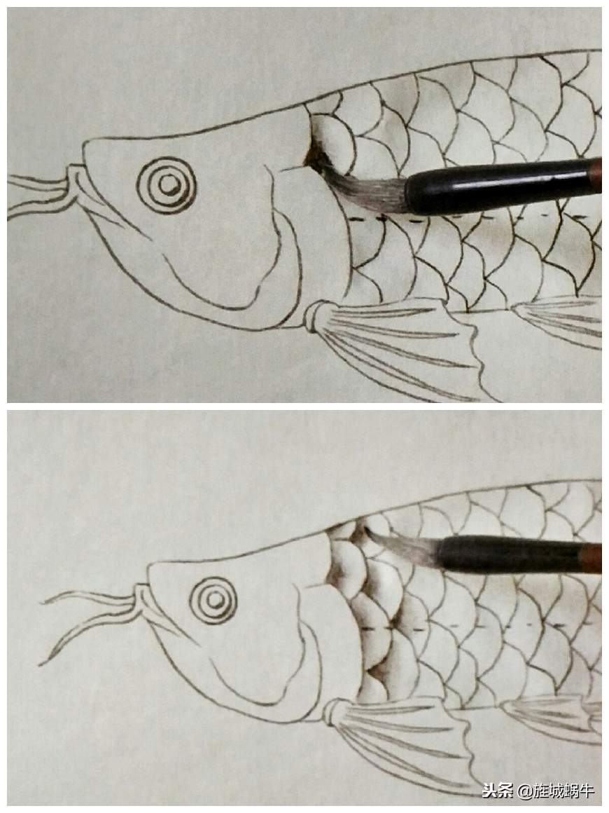 怎么样画出特别大的金龙鱼,金龙鱼的淡色工笔画法