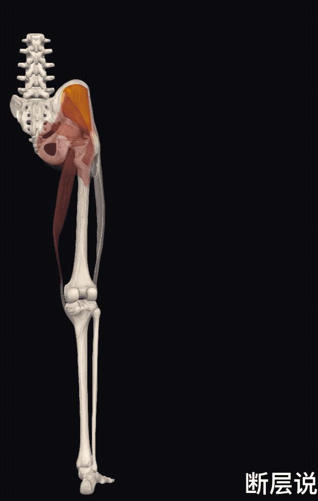 每日一肌臀中肌,每日一肌股四头肌