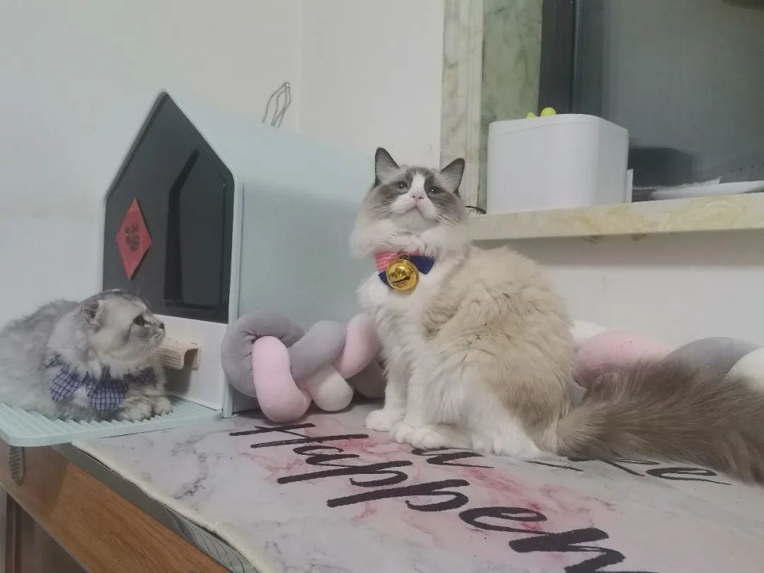 铲屎官不喜欢别人摸他的猫,铲屎官背后的无奈