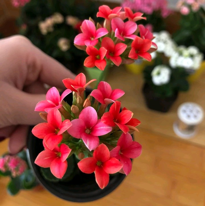 长寿花单瓣品种大全,长寿花100种颜色图片