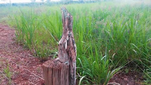 如幽灵般的鸟，一动不动假装别人“看不见我”，张开大嘴有点诡异