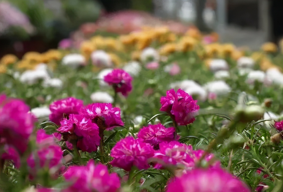 越热越好养的5种花,爆花好养的花耐高温耐寒