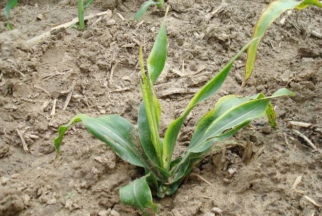 玉米苗出现死苗是什么原因,玉米苗烂根死苗怎么回事