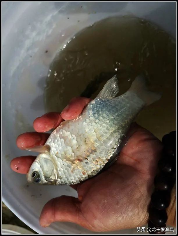 奶香鲫好用还是腥香鲫好用,夏天蓝鲫用腥香还是用奶香