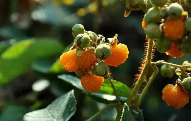 云南不一样的野味