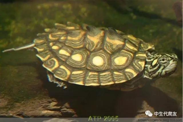 正宗的地图龟,史上最差的地图龟