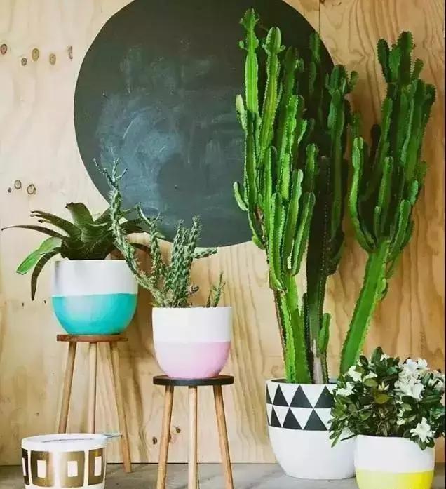 什么植物甲醛吸附好,房间里吸收甲醛的植物有哪些