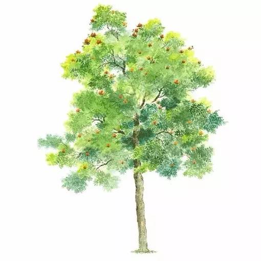 十种不同树叶的画法,五种不同树木的画法简单的