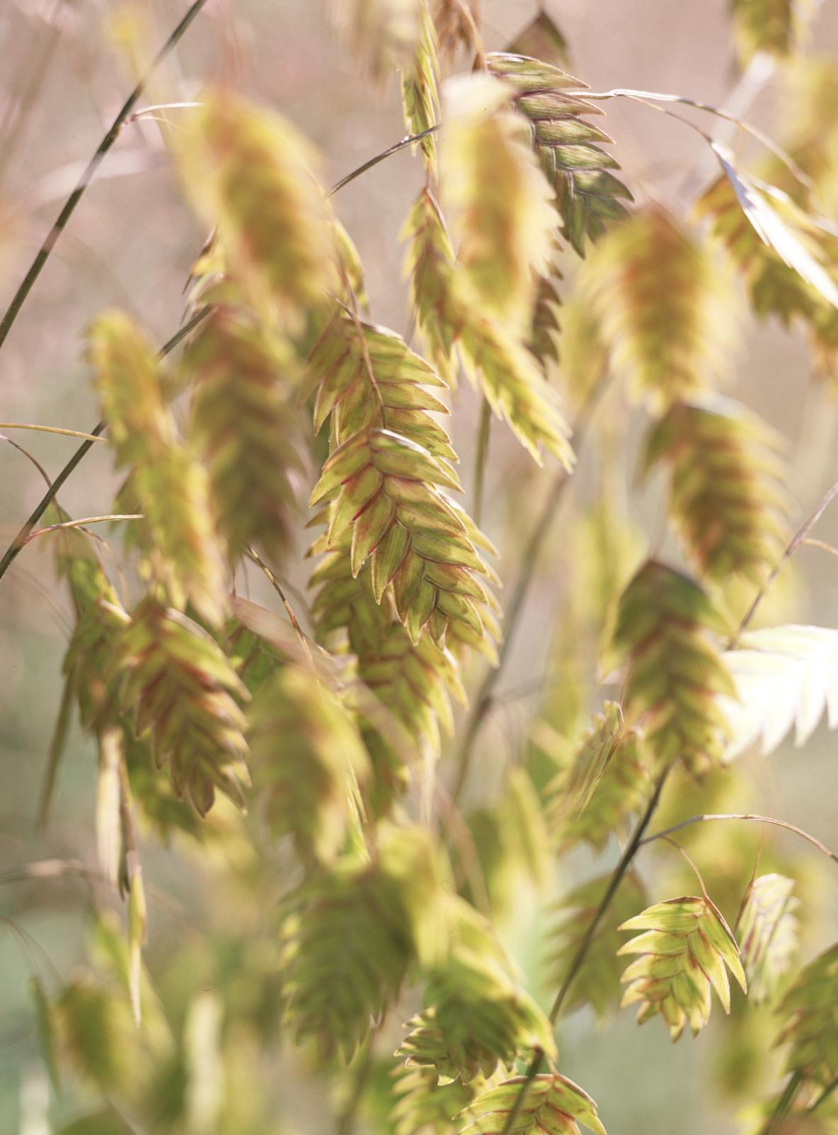既能净化空气又美观的植物,10种好看的花卉