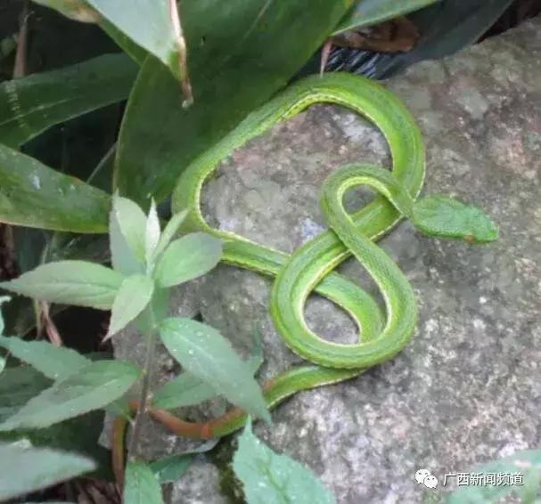 游客被毒蛇咬伤怎么处理,广西一名男子被五毒蛇咬伤