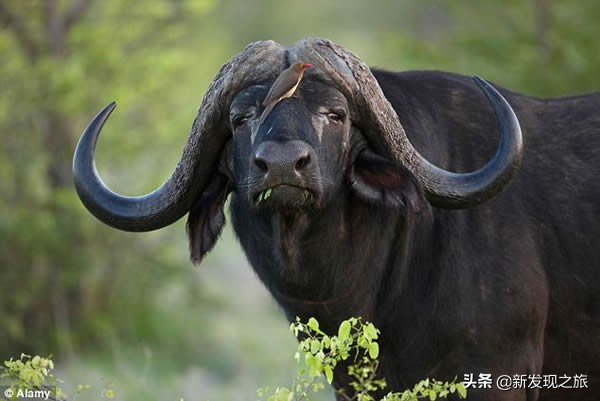 生物进化史最具代表的事件,生物进化史的意义