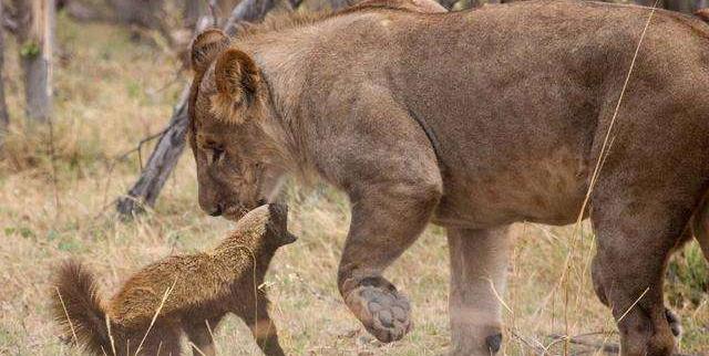 蜜獾厉害还是平头哥更厉害,平头哥蜜獾到底有多强大