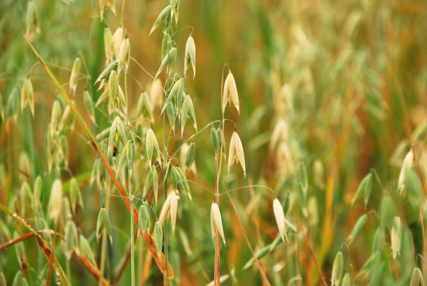 野燕麦，小孩子喜欢拿种子上的麦芒玩