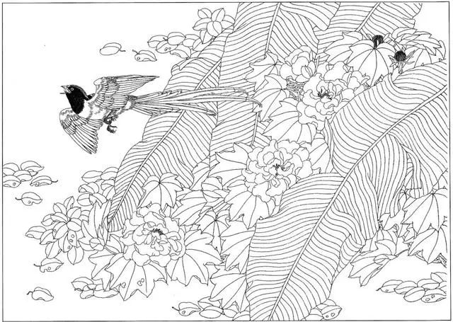 工笔花鸟白描步骤图,牡丹六尺横幅白描工笔花鸟底稿