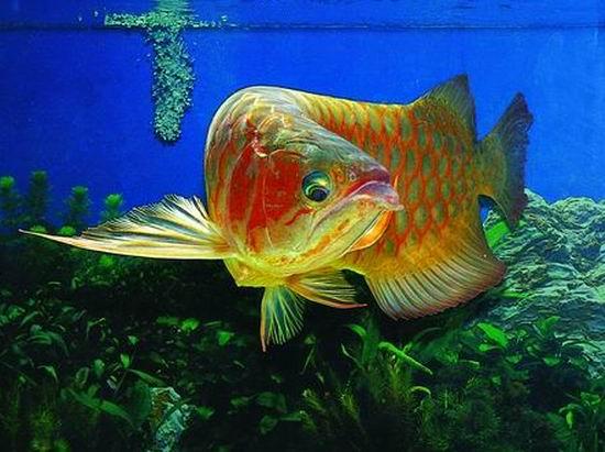 十大最好看的观赏鱼图片大全,十种最漂亮的观赏鱼图片