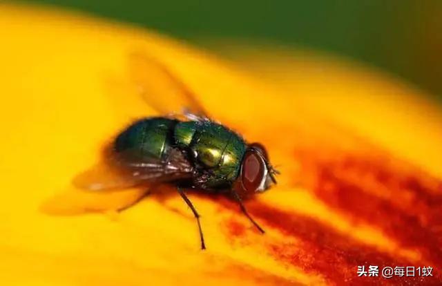 家里有苍蝇怎样能让它走开,家里有苍蝇怎么让苍蝇消失