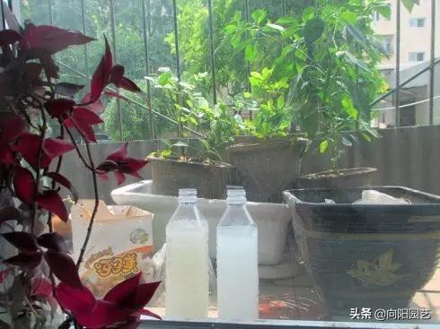 淘米水养花异味怎么处理,淘米水养花发臭