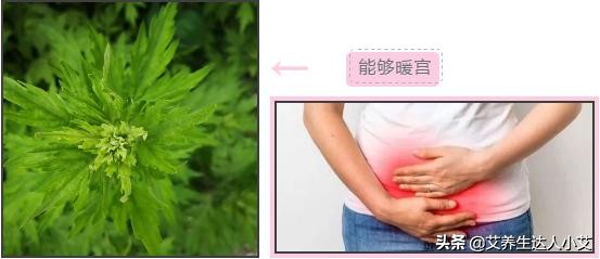 原来艾草对女人那么好
