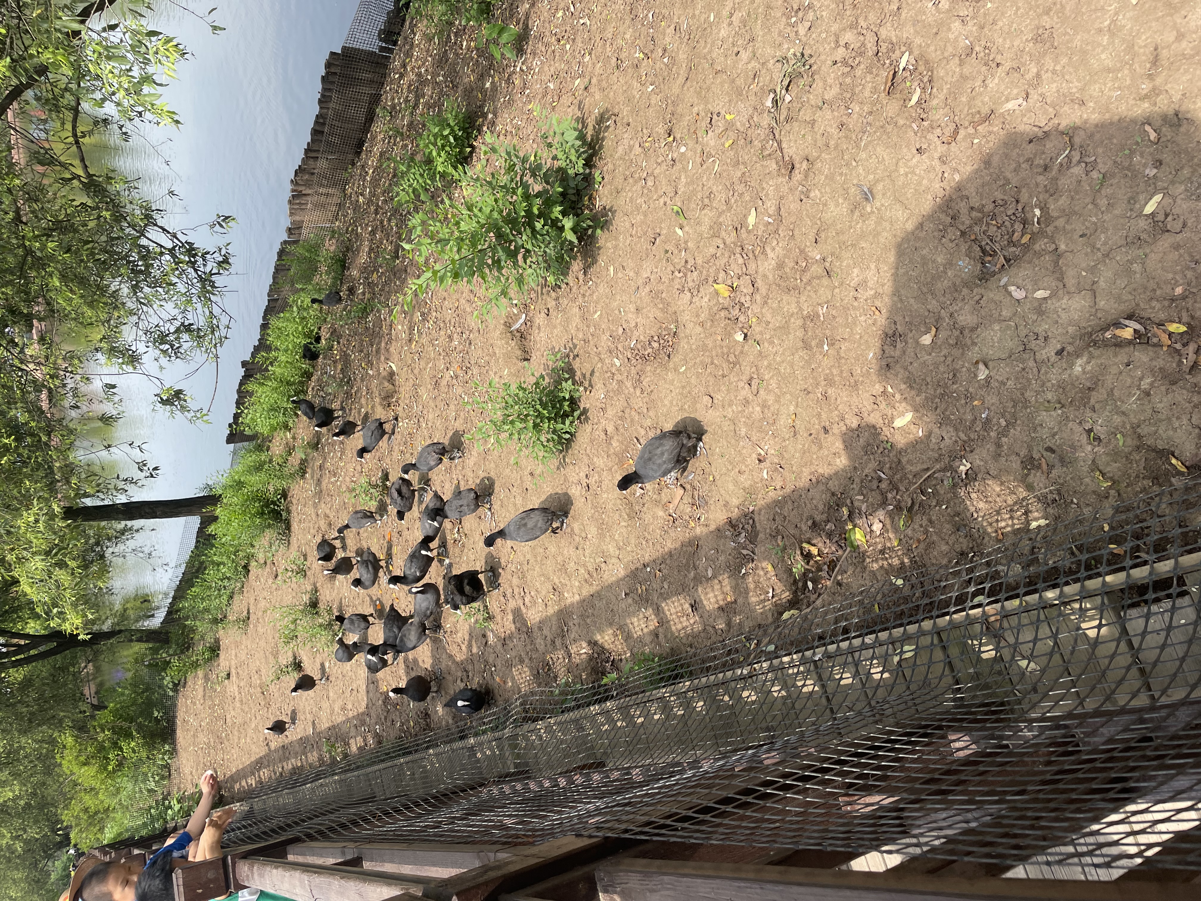 沈阳森林动物园春游,五一小长假去沈阳森林动物园游玩