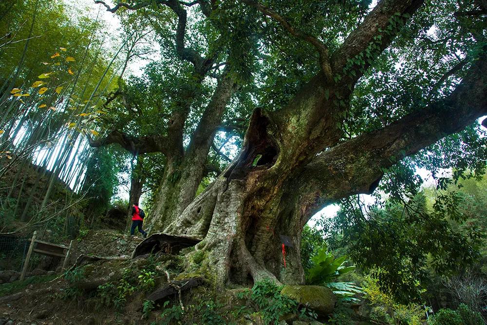 夏天泰顺避暑,泰顺度假胜地