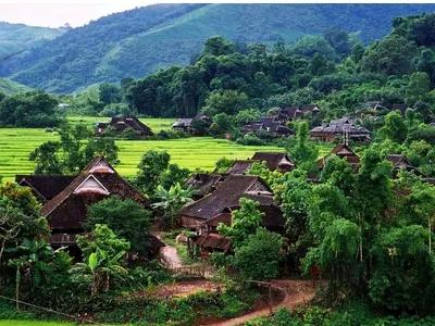 云南白毫银针茶,茶为什么甜