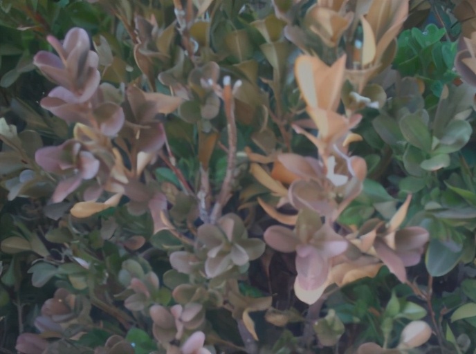 瓜子黄杨叶黄原因,瓜子黄杨叶片有斑点