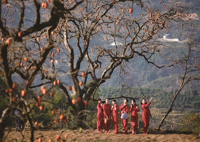 柿子红了过年了,柿子红了回农村