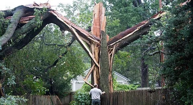 天上一道闪电劈在树上,为什么天上会劈下闪电