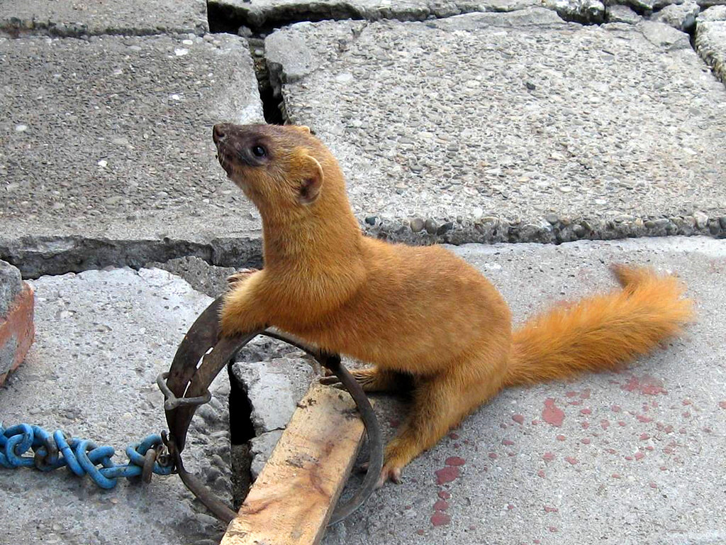 为什么长辈说黄鼠狼不能杀,黄鼠狼为什么不能杀科学依据