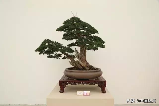 盆景不具有收藏价值,盆景不能有功利心