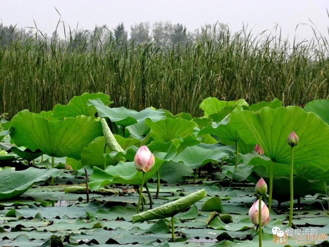 郭进拴神游索溪峪,郭进拴全部视频