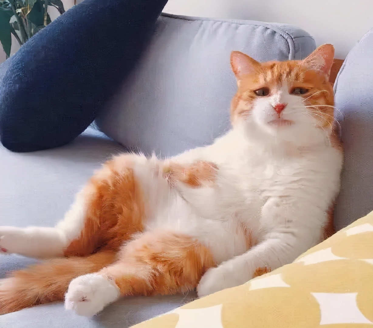 今日表情包警告,今日的表情包