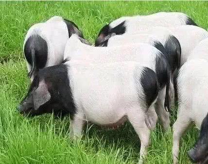 苏轼笔下的猪肉为何如此美味？微生物发酵饲料助力生态肉禽养殖