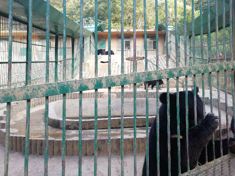 洛阳栾川竹海野生动物园值得去吗,洛阳栾川竹海野生动物园都有什么