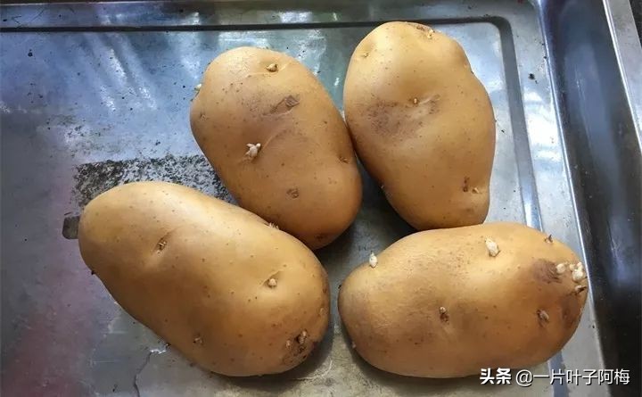 一节山药丢水里，疯狂长藤“冒金豆”，赏叶又吃豆，*管双**齐下