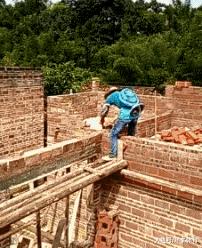 这只鹦鹉一直以为他是一只猴,所以每天都在重复做这个动作