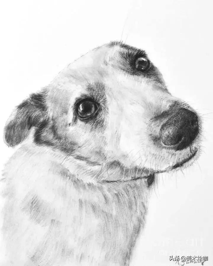 动物素描临摹装饰画,动物素描应该用哪些笔