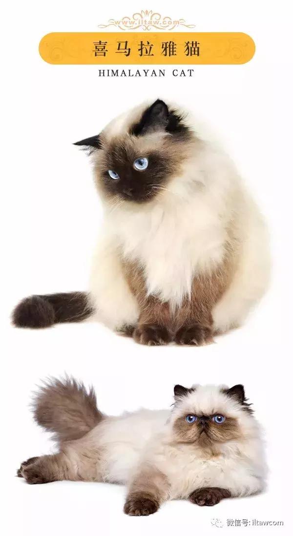 搜猫咪各种图片,世界猫咪图录