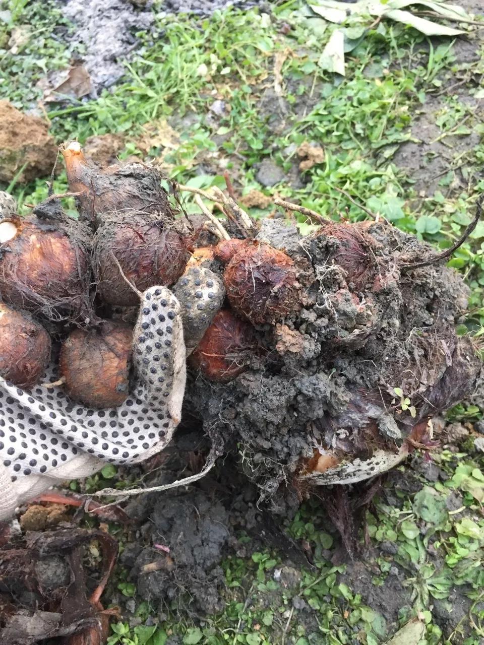 建一座完全不打药的生态花园，所有生命在这里和谐共处，值得收藏