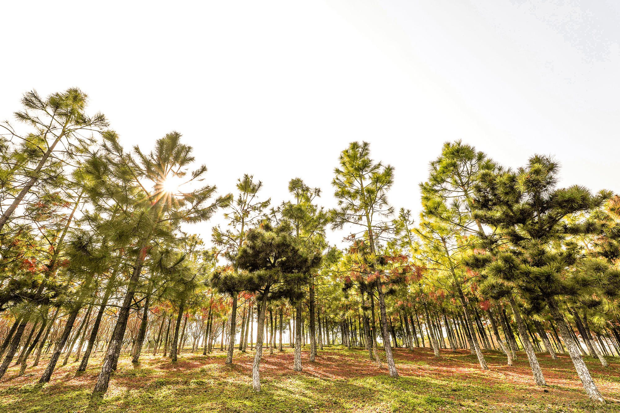 秋天游江南,秋天江南旅游攻略